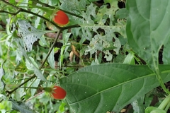 Solanales