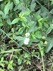 Spermacoce verticillata