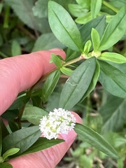 Spermacoce verticillata