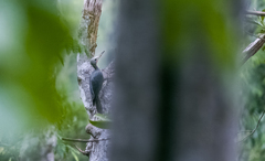 Mulleripicus pulverulentus