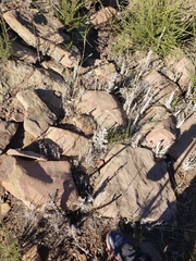 Castilleja foliolosa