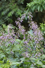 Brillantaisia owariensis