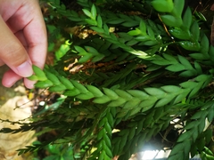 Dendrobium aloifolium