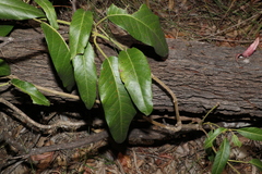 Parsonsia brisbanensis