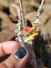 Castilleja foliolosa