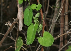 Funastrum cynanchoides