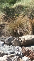 Austrostipa stipoides