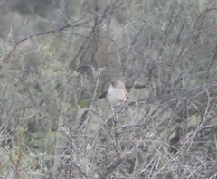 Aphelocephala leucopsis