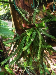 Dendrobium aloifolium