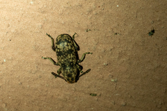 Basitropidini