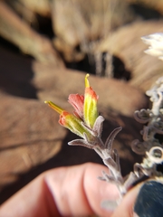 Castilleja foliolosa
