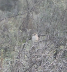 Aphelocephala leucopsis