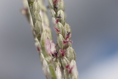 Digitaria stricta