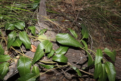 Parsonsia brisbanensis