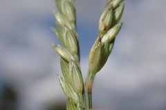 Urochloa glumaris