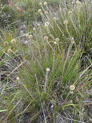 Dasypogon