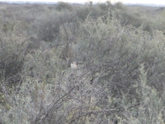 Aphelocephala leucopsis