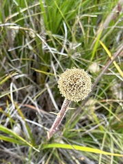 Dasypogon
