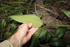 Parsonsia brisbanensis