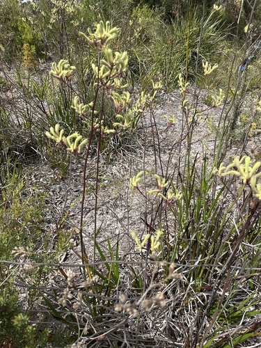 Anigozanthos flavidus
