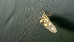 Pseudeuchromia