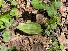 Erythronium americanum