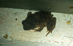 Ingerophrynus philippinicus