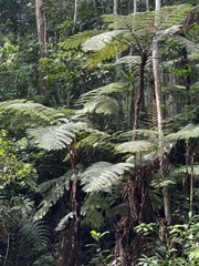 Cyathea manniana