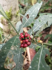 Gentianales
