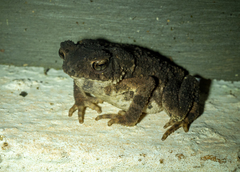 Ingerophrynus philippinicus