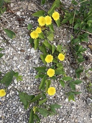 Camonea