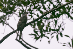 Hierococcyx sparverioides