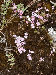 Stylidium calcaratum