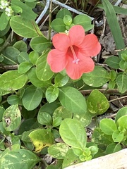 Barleria repens