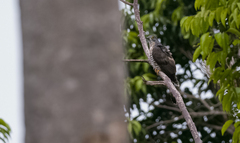 Hierococcyx sparverioides
