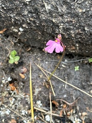 Utricularia multifida