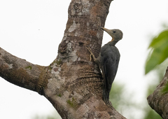 Mulleripicus pulverulentus