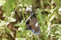 Euploea radamanthus