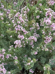 Verticordia plumosa