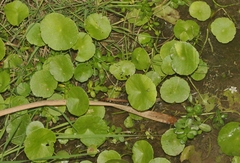 Hydrocotyle