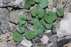 Dichondra