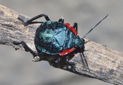 Alcaeorrhynchus grandis