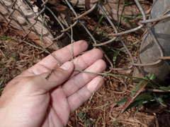Urochloa distachya