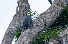 Mulleripicus pulverulentus
