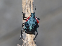 Alcaeorrhynchus grandis