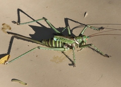 Neobarrettia spinosa