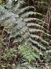 Cyathea manniana
