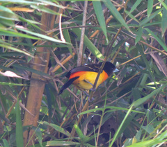 Ramphocelus flammigerus
