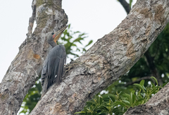 Mulleripicus pulverulentus