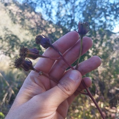 Roldana sessilifolia